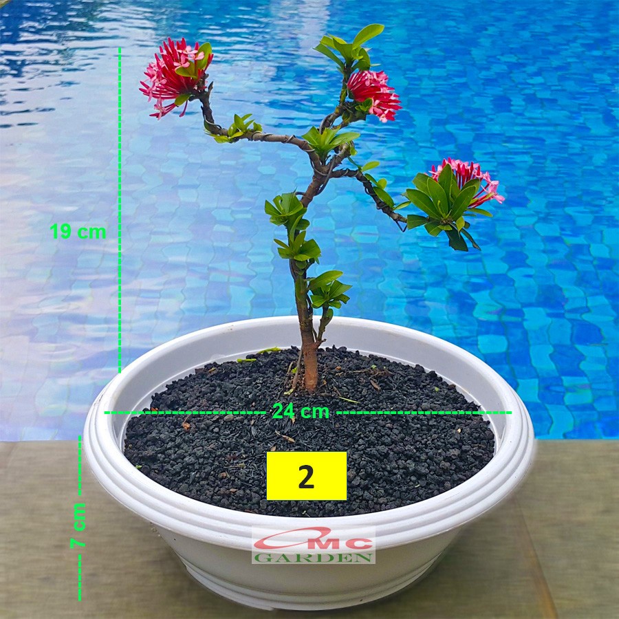 Tanaman Hias Bonsai Bonsae Mame Soka Mini Asoka Jepang Ixora Pink Jambon B-SMP-008