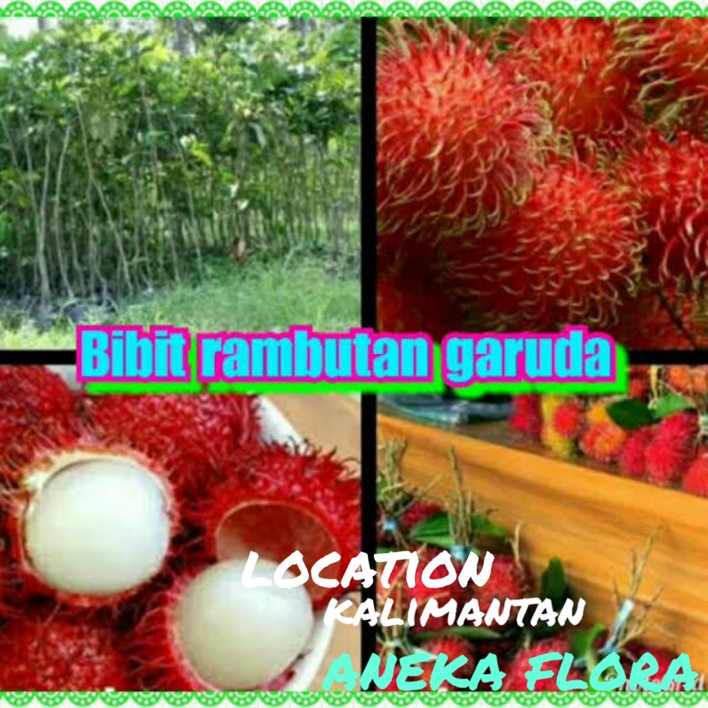 Bibit Rambutan Garuda CANGKOK