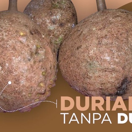 Bibit Durian Gundul Super Tinggi 1 Meter - Durian Asli Lombok NTB