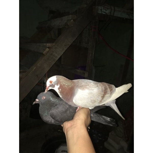 burung dara sepasang hidup