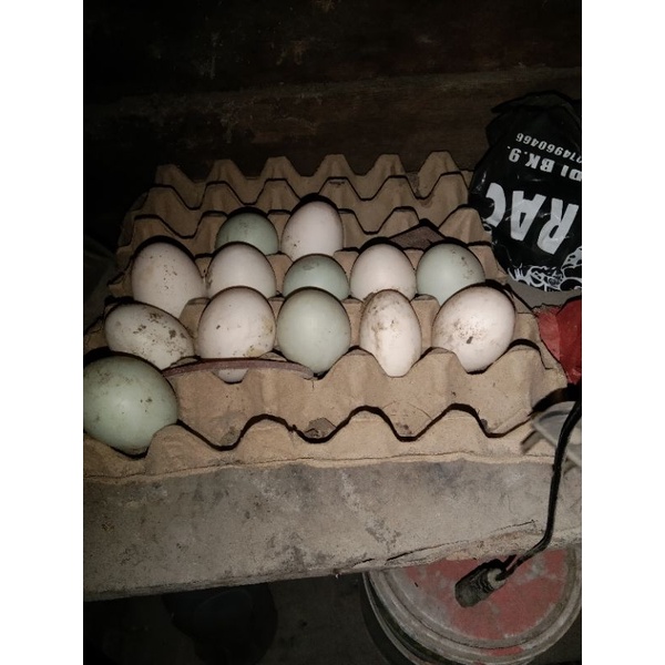 

TELUR BEBEK PEKING