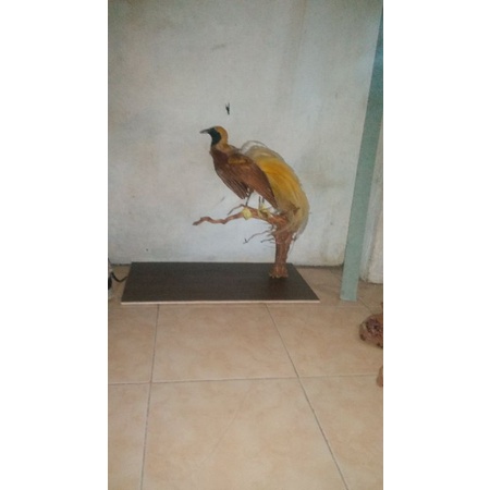jasa pengawetan hewan/pengawetan binatang/taxidermy burung/taxidermy unggas