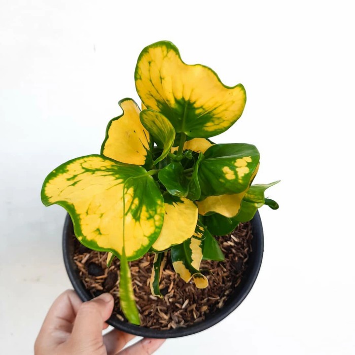 Tanaman hias puring apel - pohon puring apel kuning - puring apel GG22