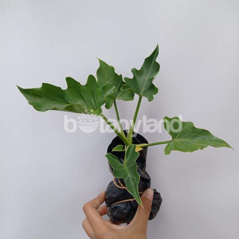 phillodendron Jari- Selum - jual philo jari murah - philo jari