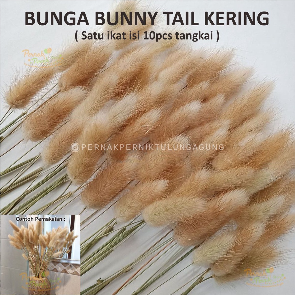 Bunga Bunny Tail - Bunga Kering - Buket Bunga, Buket Uang, Hampers, Kado, Hadiah