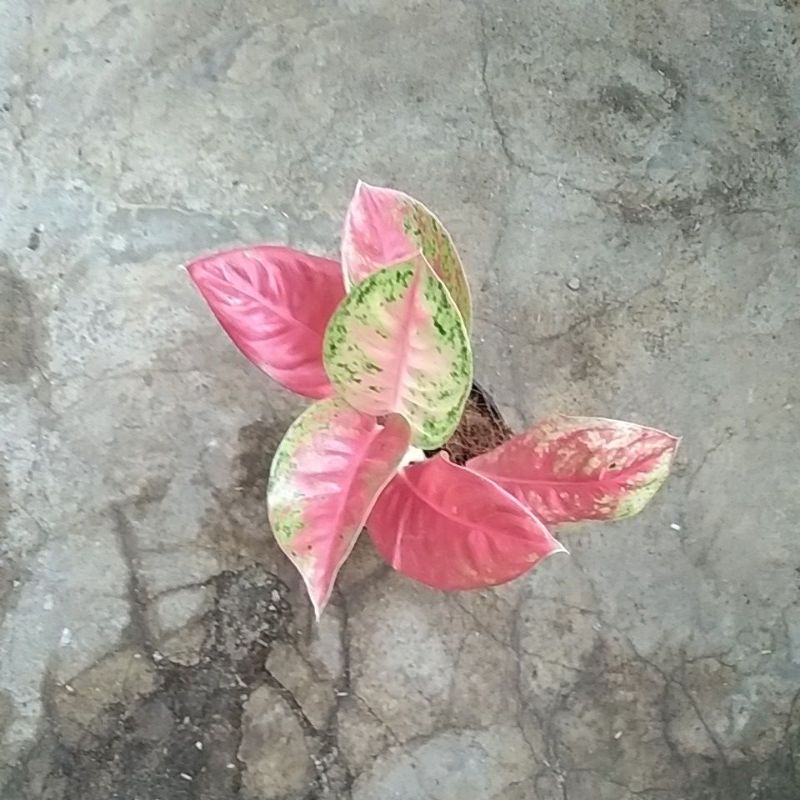 aglonema mahaseti