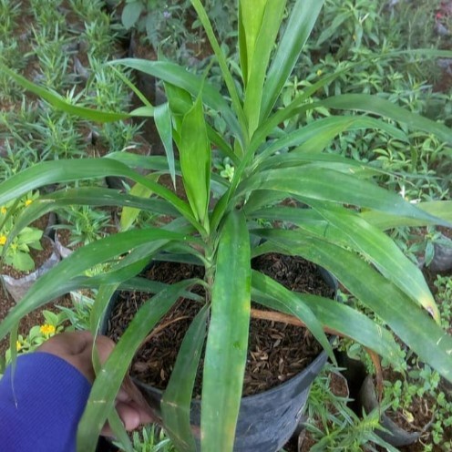 Tanaman hias pandan suji/tanaman pandan suji/pohon pandan suji
