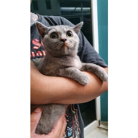 kitten munchkin non standard (parent BSH mix munchkin BSH)
