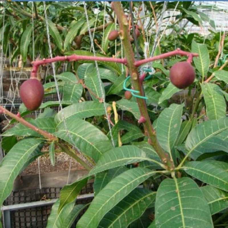 Bibit Mangga Miyazaki Okulasi / Tanaman Buah Mangga Hasil Okulasi/ Pohon Buah Miyazaki Jaminan Pohon