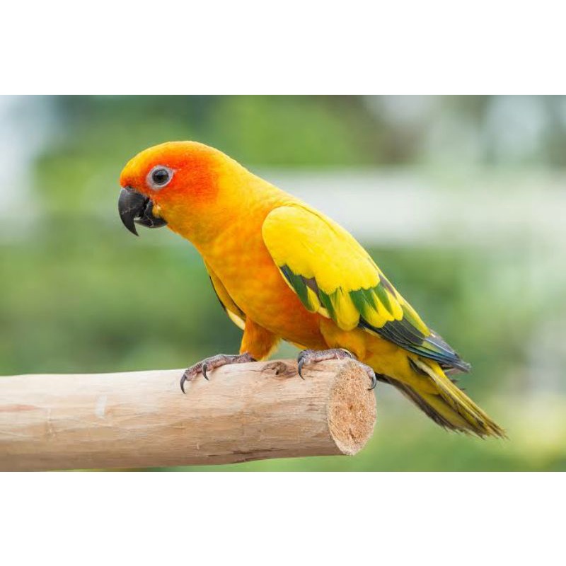 2 Burung Sunconure