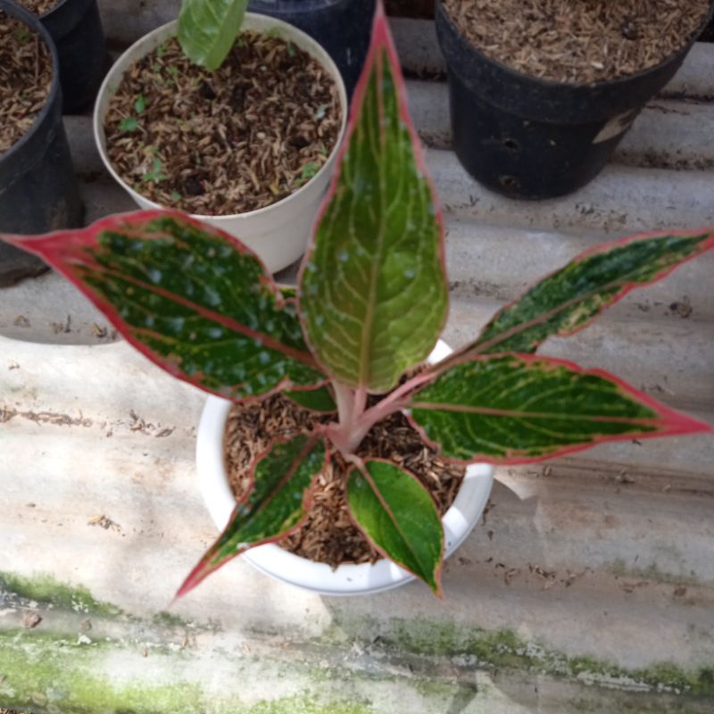 AGLONEMA  lipstik greg/piterpan