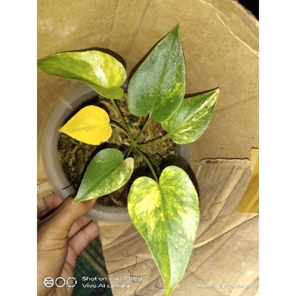 anthurium corong varigata