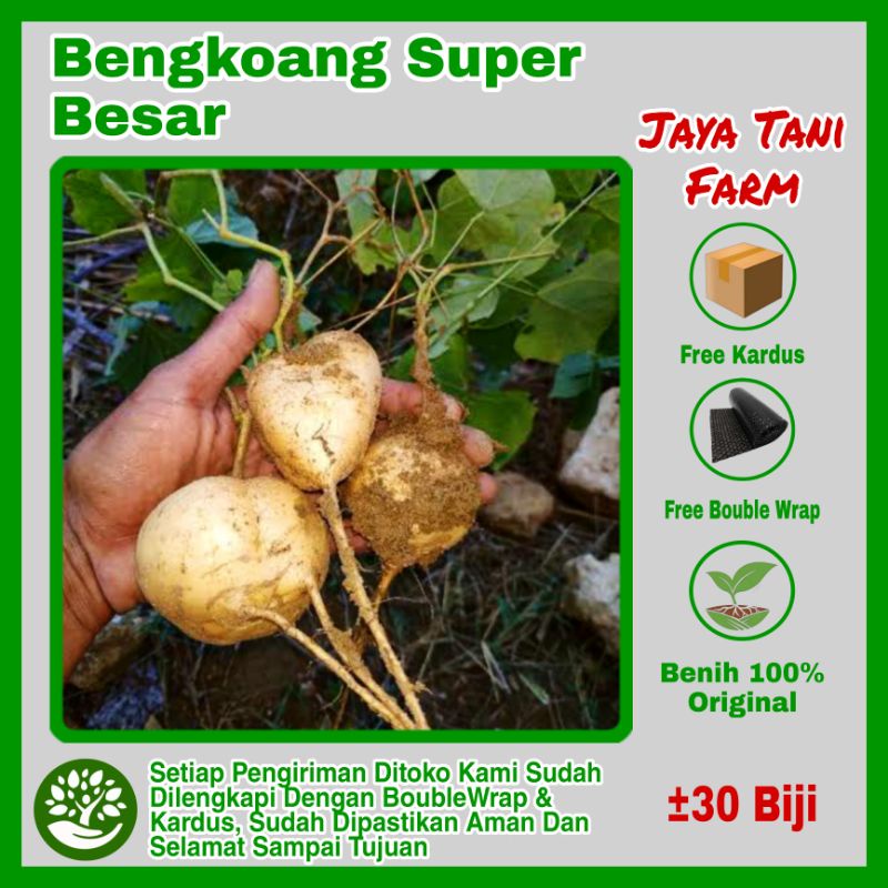 Jual Biji Benih Bengkoang Benih Bengkuang Super Bibit Bengkoang Biji Bengkuang Benih