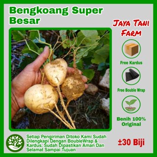 Jual Biji Benih Bengkoang Benih Bengkuang Super Bibit Bengkoang