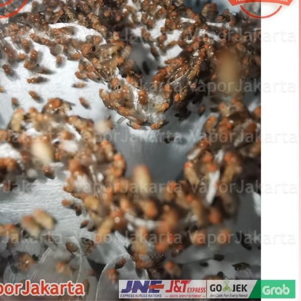 Drosophila Melanogaster Lalat Buah - Dart Frog ()