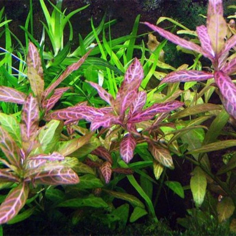 Tanaman Aquascape Hygropyla sunset - Pot