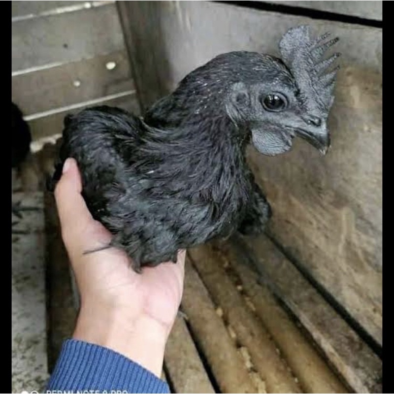 

ayam hitam/hayam hideung