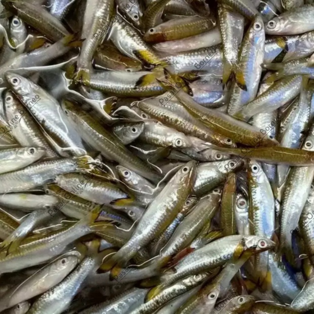 

Ikan Segar Seluang Saluang Saluwang 250 Gram Fresh