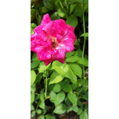 bibit bunga mawar lokal wangi