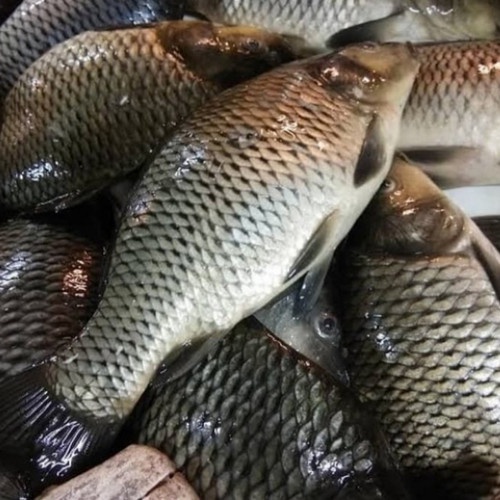 

Ikan Mas 500 Gram Fresh