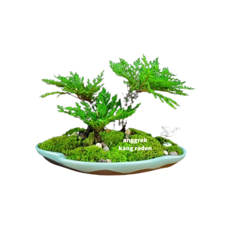 bonsai mini selaginella paludarium