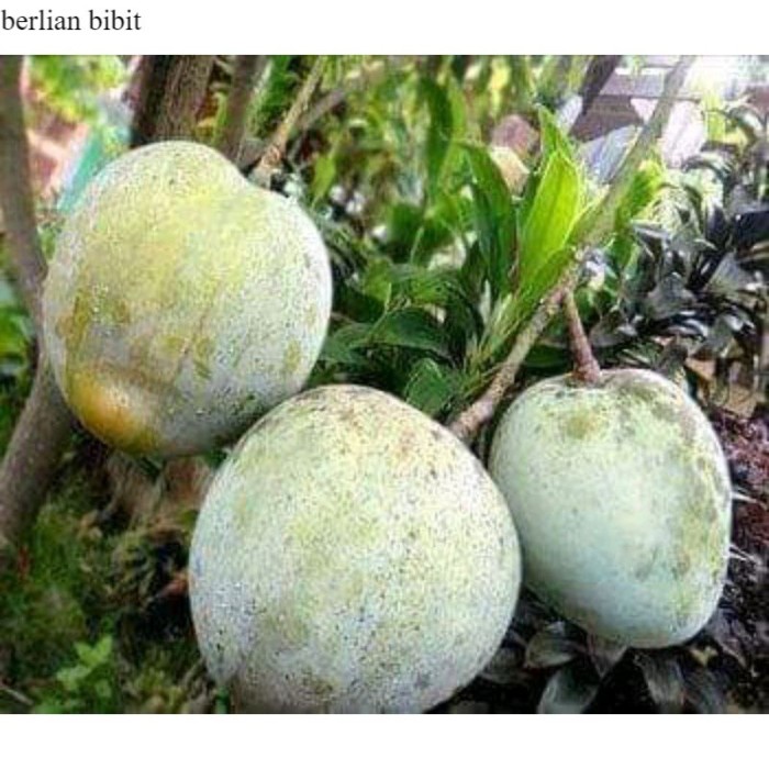 Bibit Buah Mangga Kelapa Super - Pohon Mangga Kelapa Okulasi VIRRALL B1