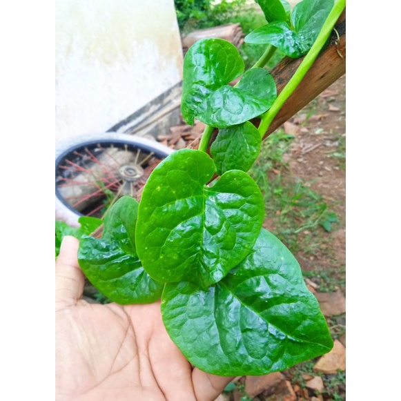 

Daun Minahongl❤