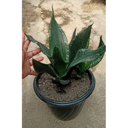 Sansevieria whitney indukan