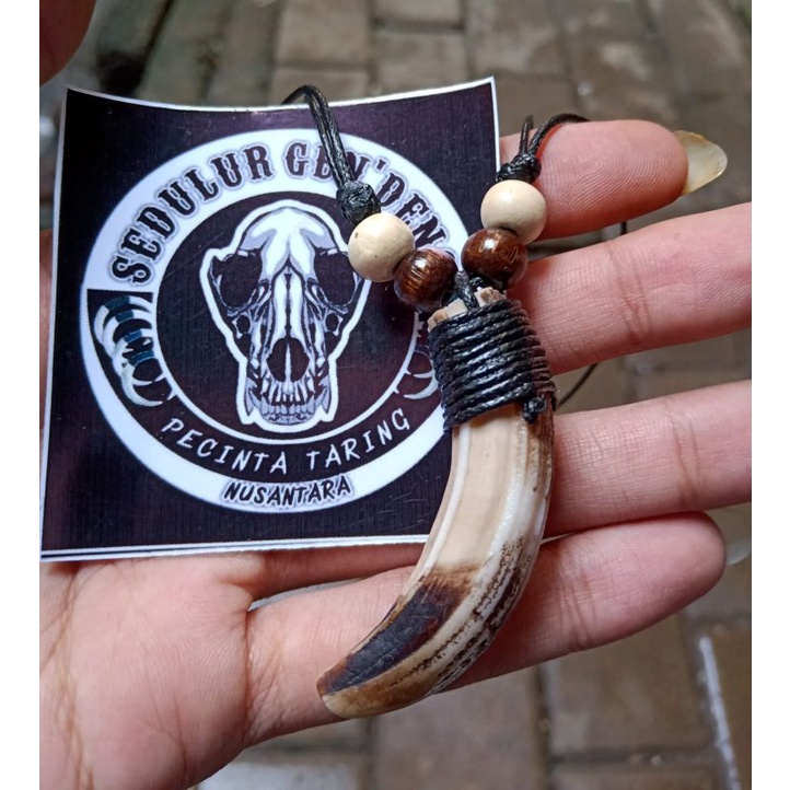 kalung taring babi asli 100% Original