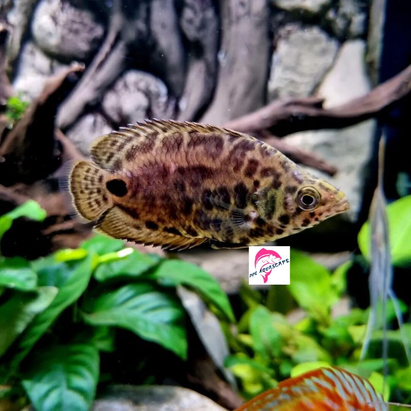 ikan hias daun ctenopoma aquascape