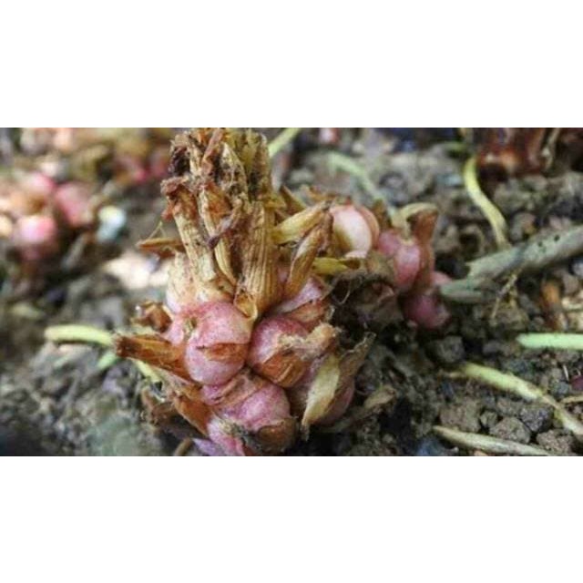 

Grosir Bibit pohon kapulaga kapol batang merah siap