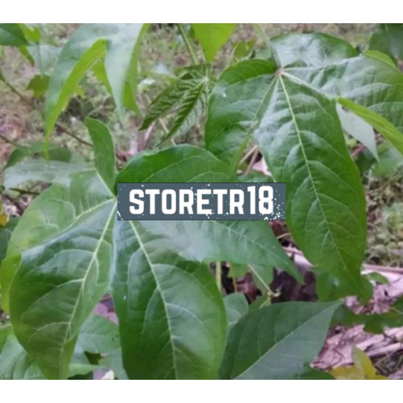 jual-daun-gandapura-atau-daun-kapasan-segar-500-gram-shopee-indonesia