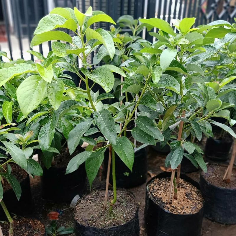 bibit alpukat roro subaka batang besar siap berbuah