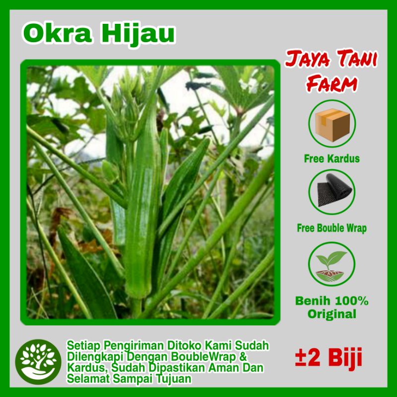 Benih Okra Hijau Unggulan / Benih Sayuran Okra 2 Biji / Bibit Sayuran /Biji Okra /  Benih Okra / Bib