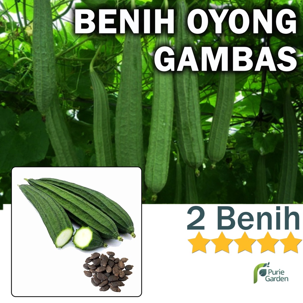 Benih Bibit Oyong Gambas 2 Benih Dua Ribuan PG KDR