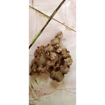 

jahe gajah/ jahe emprit