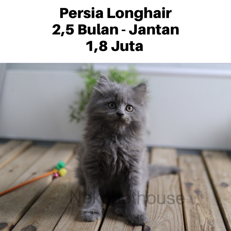 Kucing Kitten Persia Longhair, Himalaya Jantan - Betina Umur 2.5 Bulan
