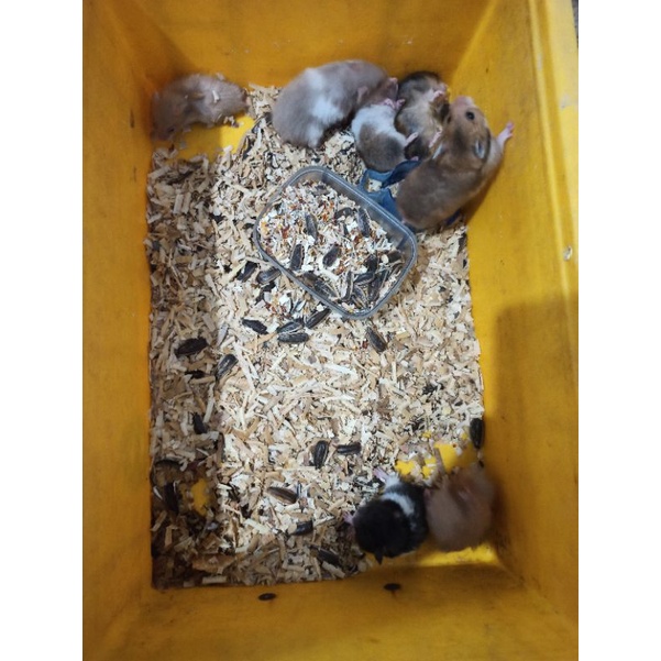Anakan hamster