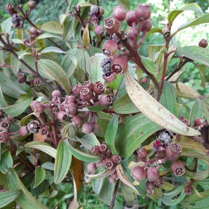 

Buah Harendong bokor segar Atou buah harendong segar per 1 kg
