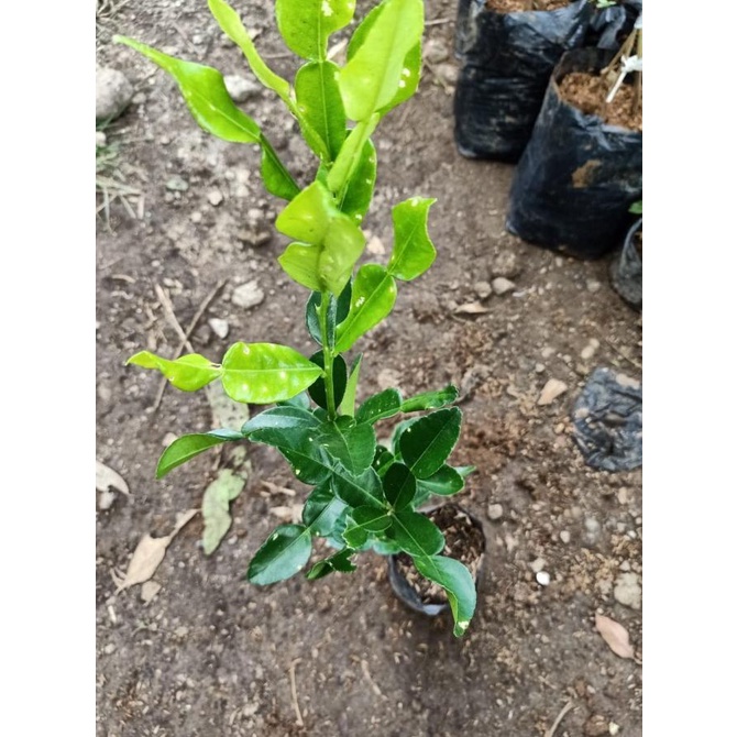 joss Bibit jeruk purut/ jeruk purut Bibit tanaman viral