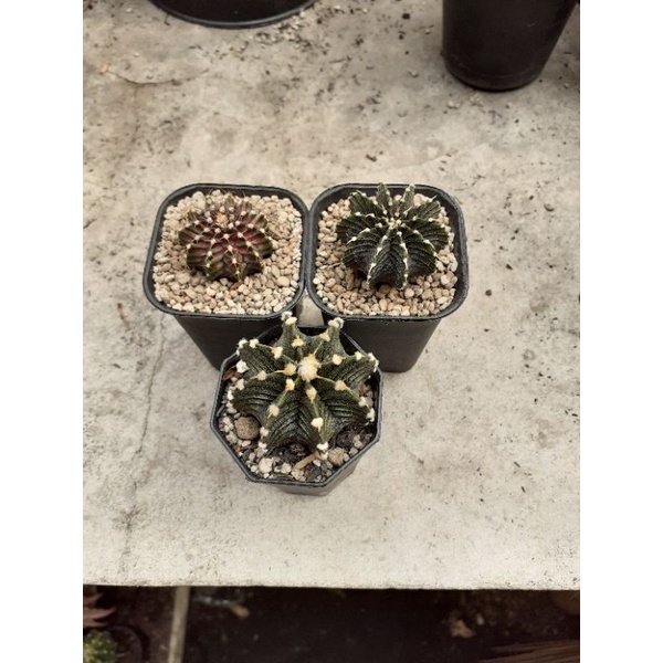 LBxGODZI , LB ori ,VOs 014a