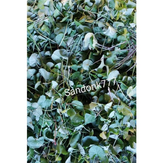 

DAUN PEGAGAN SIAP DI KONSUMSI