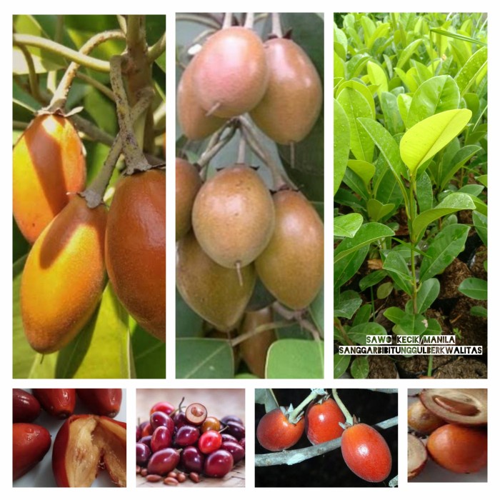 Bibit tanaman buah Sawo Kecik/sawo Manila/ sawo Jawa buah super manis EE44