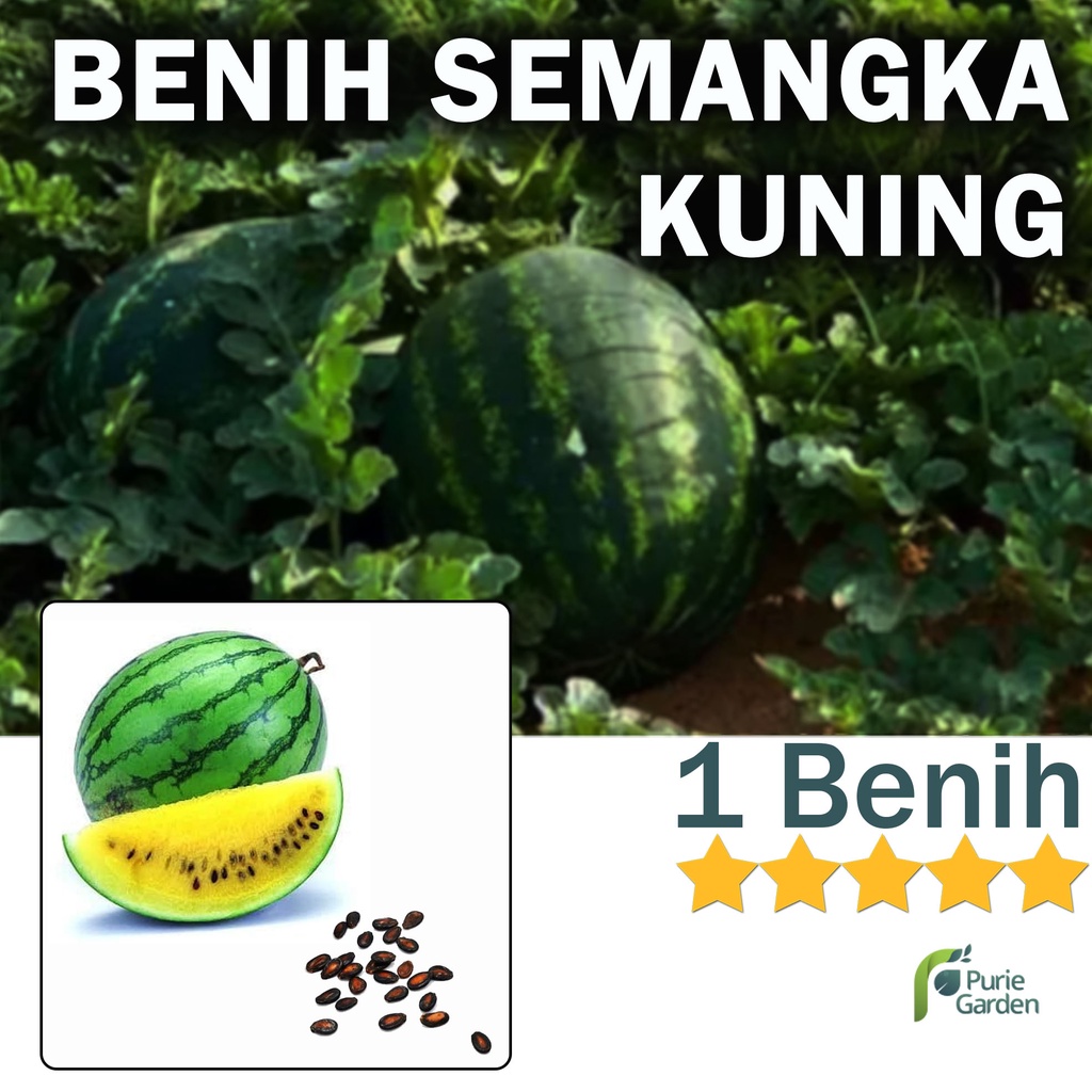 Benih Bibit Semangka Kuning 1 Benih Dua Ribuan PG SBY