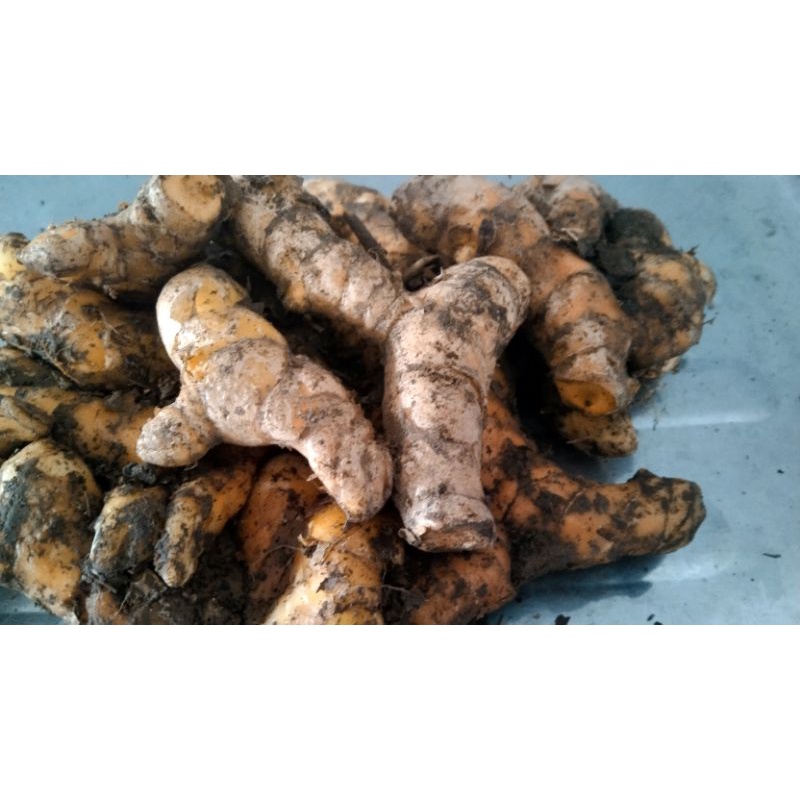 

TEMULAWAK SEGAR BERAT 1 Kg,. Pengiriman dari MEDAN.