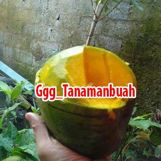 Bibit Mangga Kelapa Okulasi Super Manis