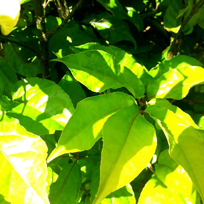 daun kedongdong laut