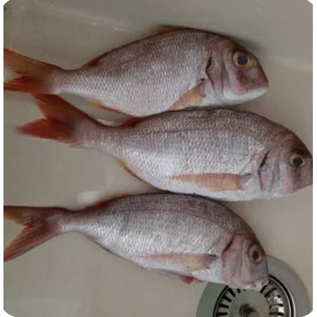 

Ikan kuniran Segar - surabaya