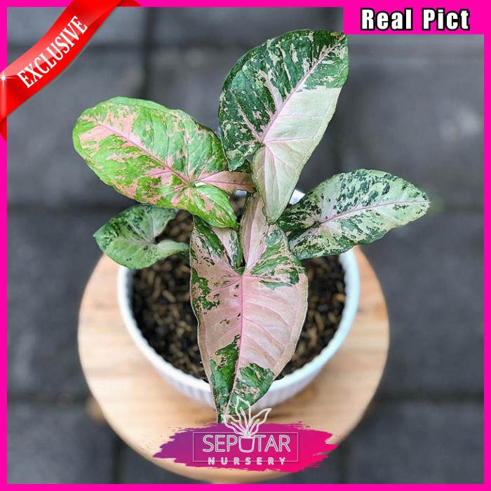 (BISA COD) syngonium pink flecked - tanaman hias syngonium pink flecked