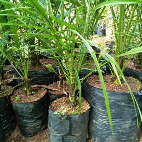 Pohon kurma ajwa murah ( bibit pohon kurma ) umur 3 tahun valid